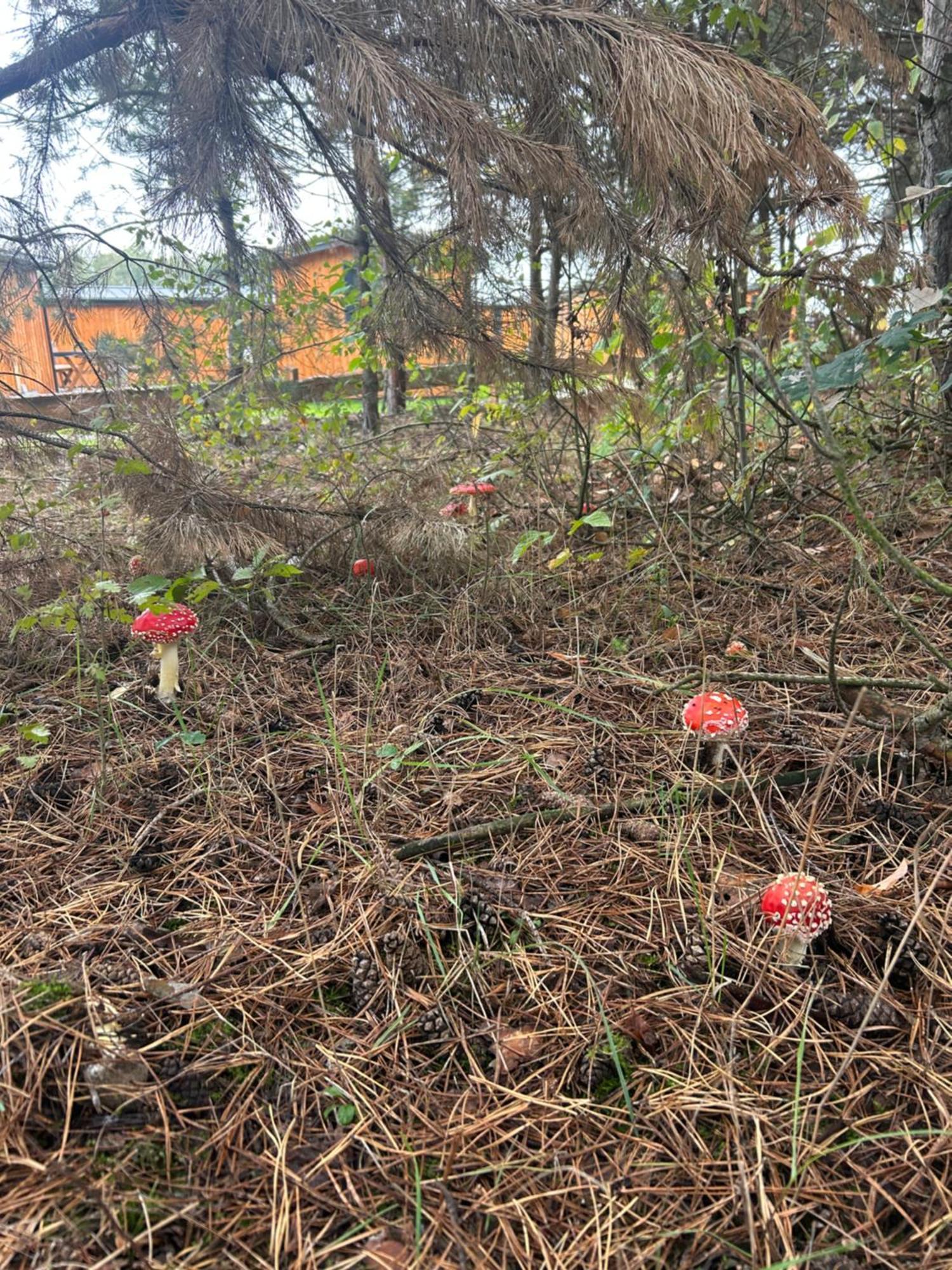 Zacisze Obok Suntago Park Ξενοδοχείο Grabce-Towarzystwo Εξωτερικό φωτογραφία